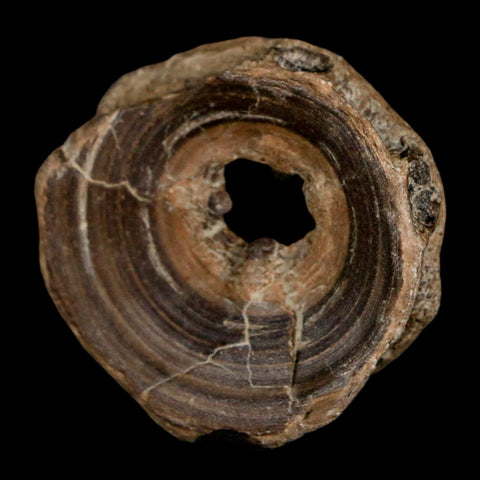 32MM Pachyrhizodus Sp Fossil Fish Vertebrae Cretaceous Dinosaur Era Ozan FM Texas - Fossil Age Minerals