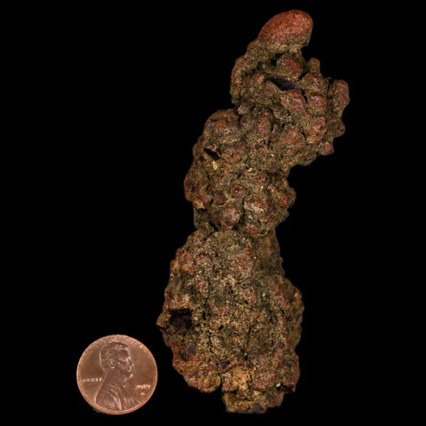 3.6" Prehistoric Coprolite Fossil Specimen Poop Dung Miocene Madagascar - Fossil Age Minerals