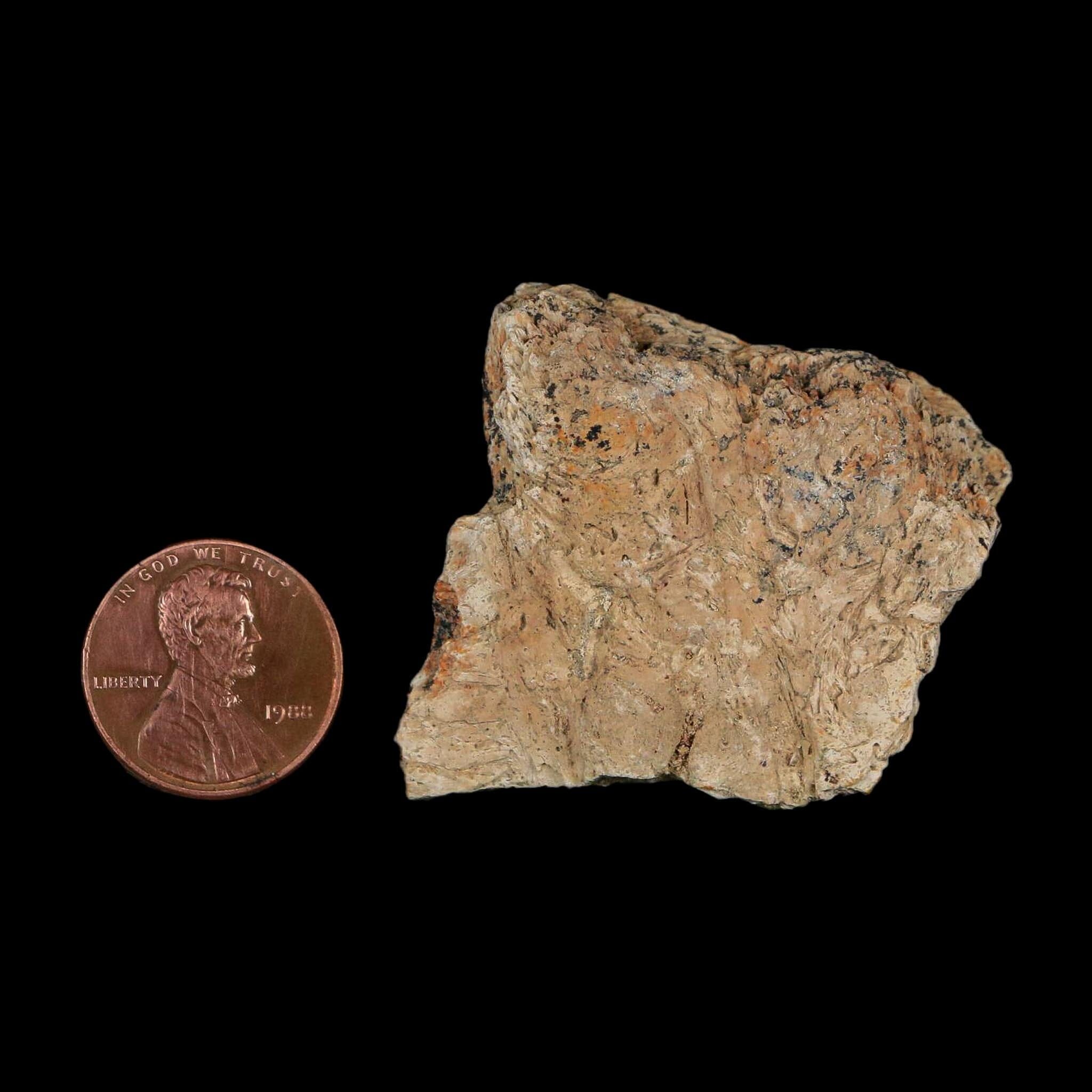 1.5" Triceratops Fossil Frill With Blood Grooves Lance Creek FM Cretaceous Dinosaur WY - Fossil Age Minerals