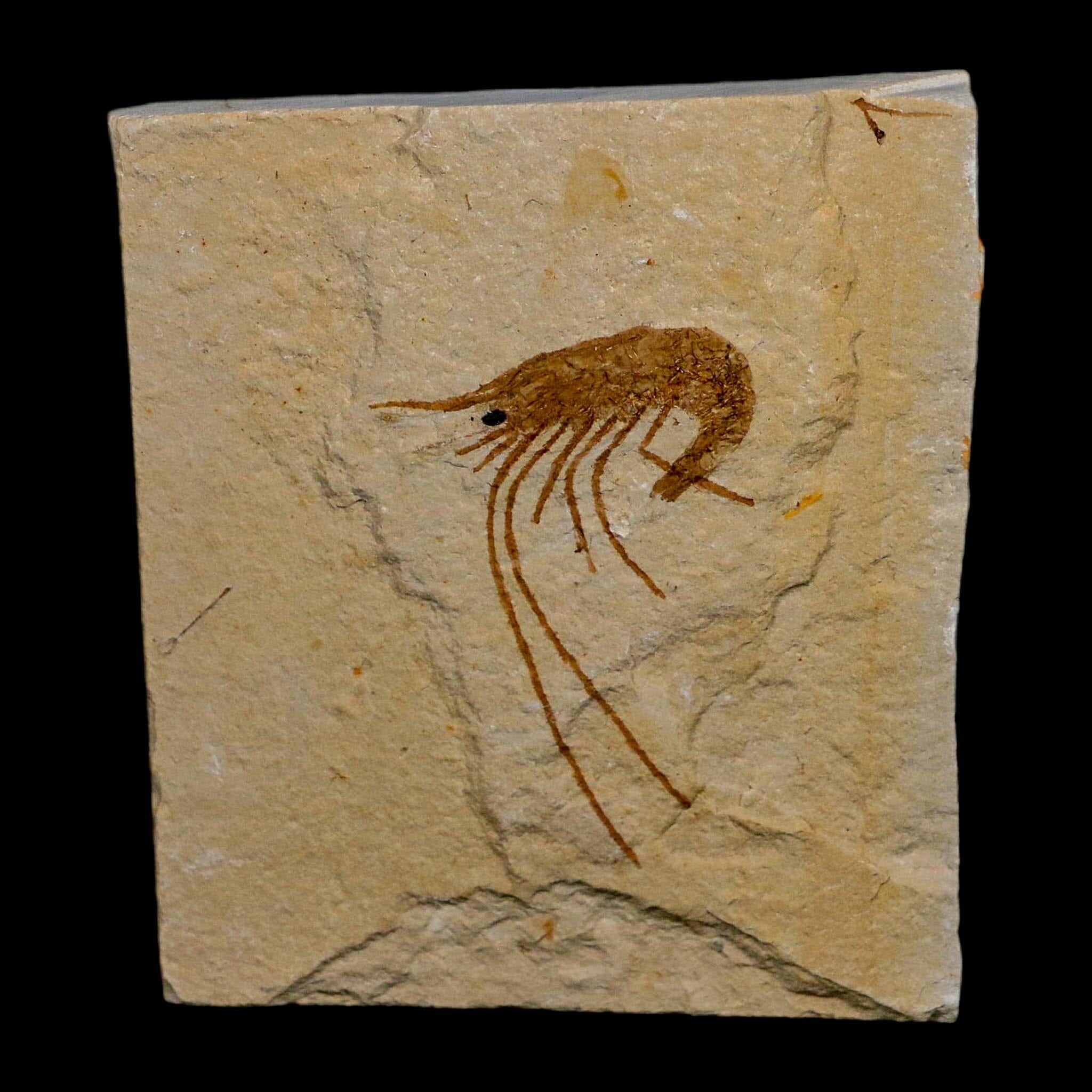 1.5" Fossil Shrimp Carpopenaeus Cretaceous Age 100 Mil Yrs Old Lebanon COA
