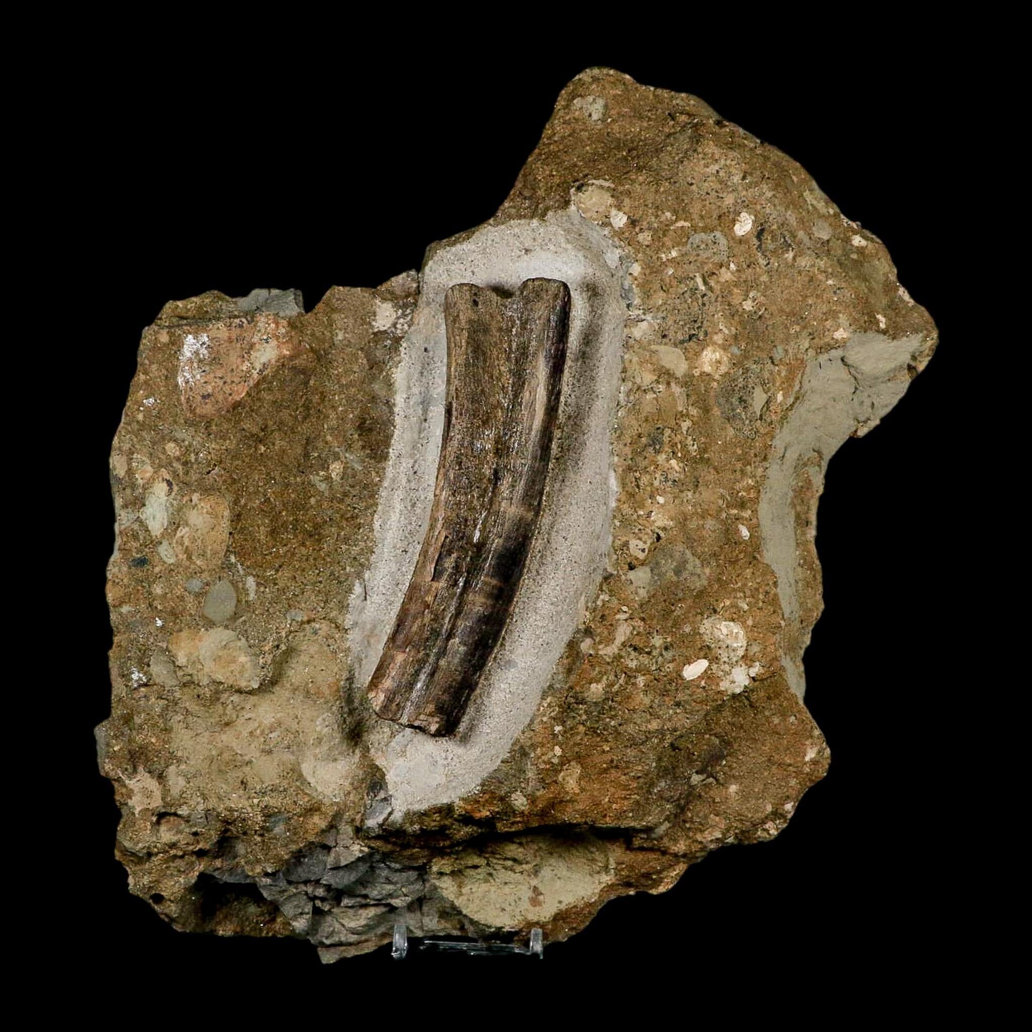 5.1" Maiasaura Hadrosaur Dinosaur Rib Bone In Matrix Fossil Two Medicine FM MT COA - Fossil Age Minerals