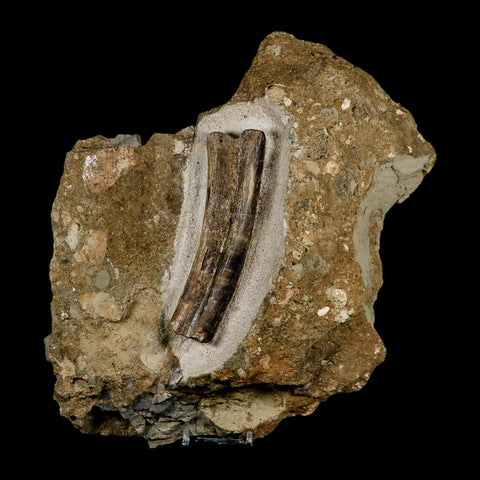 5.1" Maiasaura Hadrosaur Dinosaur Rib Bone In Matrix Fossil Two Medicine FM MT COA