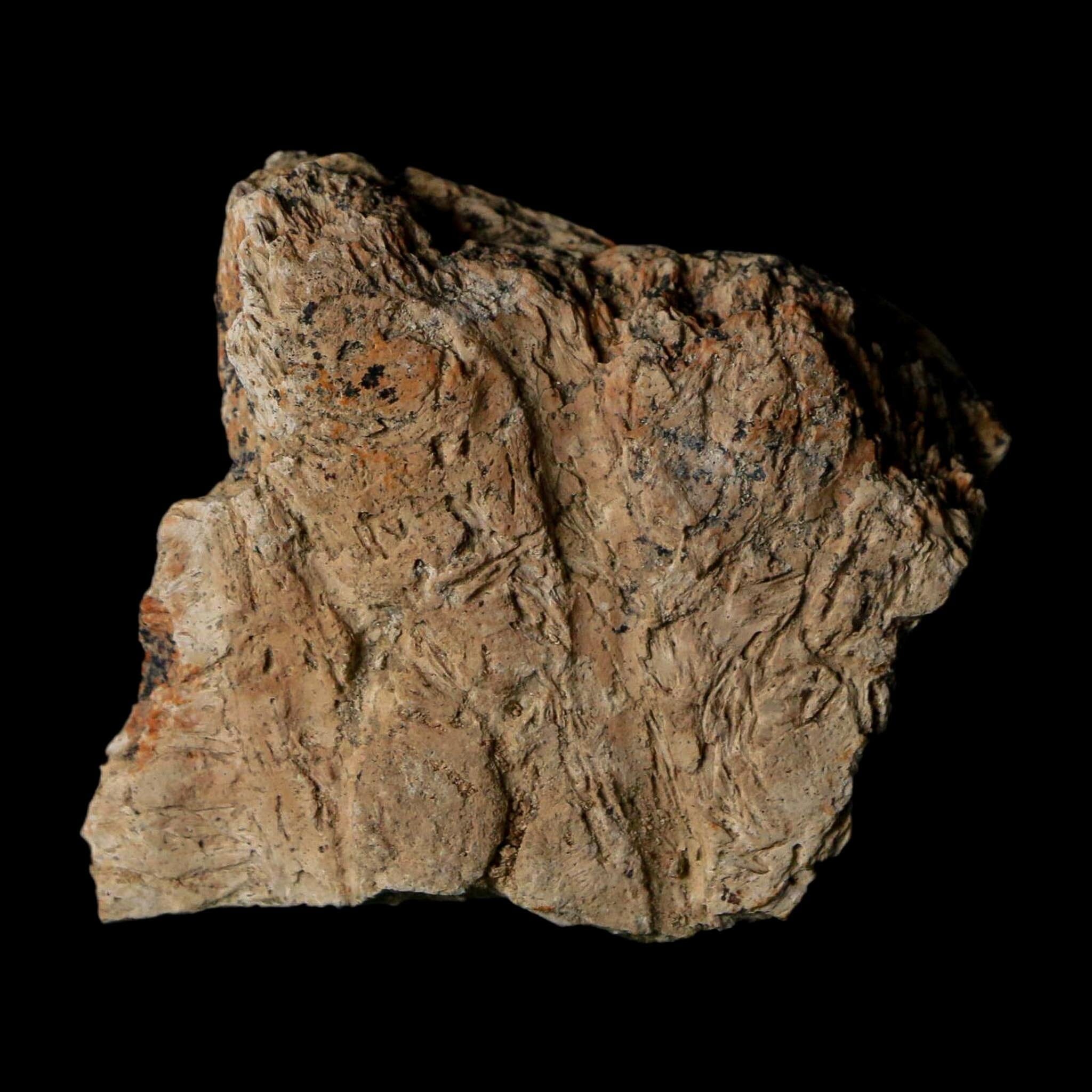 1.5" Triceratops Fossil Frill With Blood Grooves Lance Creek FM Cretaceous Dinosaur WY - Fossil Age Minerals