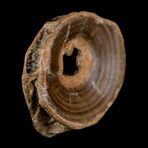 32MM Pachyrhizodus Sp Fossil Fish Vertebrae Cretaceous Dinosaur Era Ozan FM Texas - Fossil Age Minerals