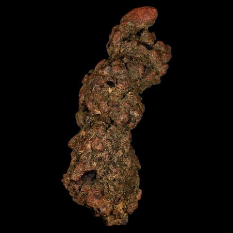 3.6" Prehistoric Coprolite Fossil Specimen Poop Dung Miocene Madagascar - Fossil Age Minerals