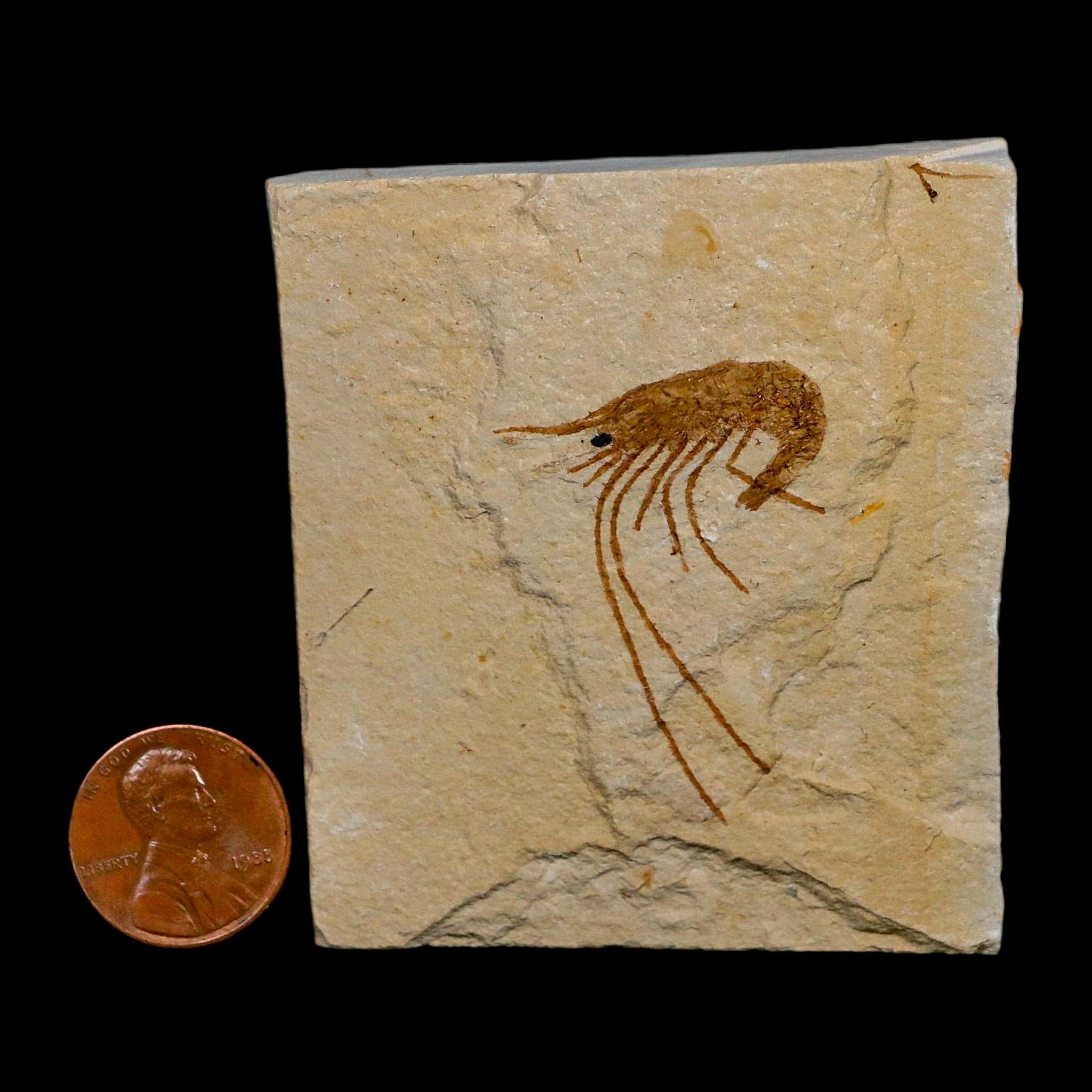 1.5" Fossil Shrimp Carpopenaeus Cretaceous Age 100 Mil Yrs Old Lebanon COA