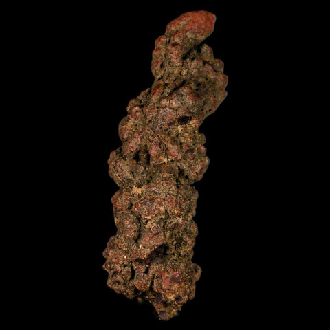3.6" Prehistoric Coprolite Fossil Specimen Poop Dung Miocene Madagascar - Fossil Age Minerals