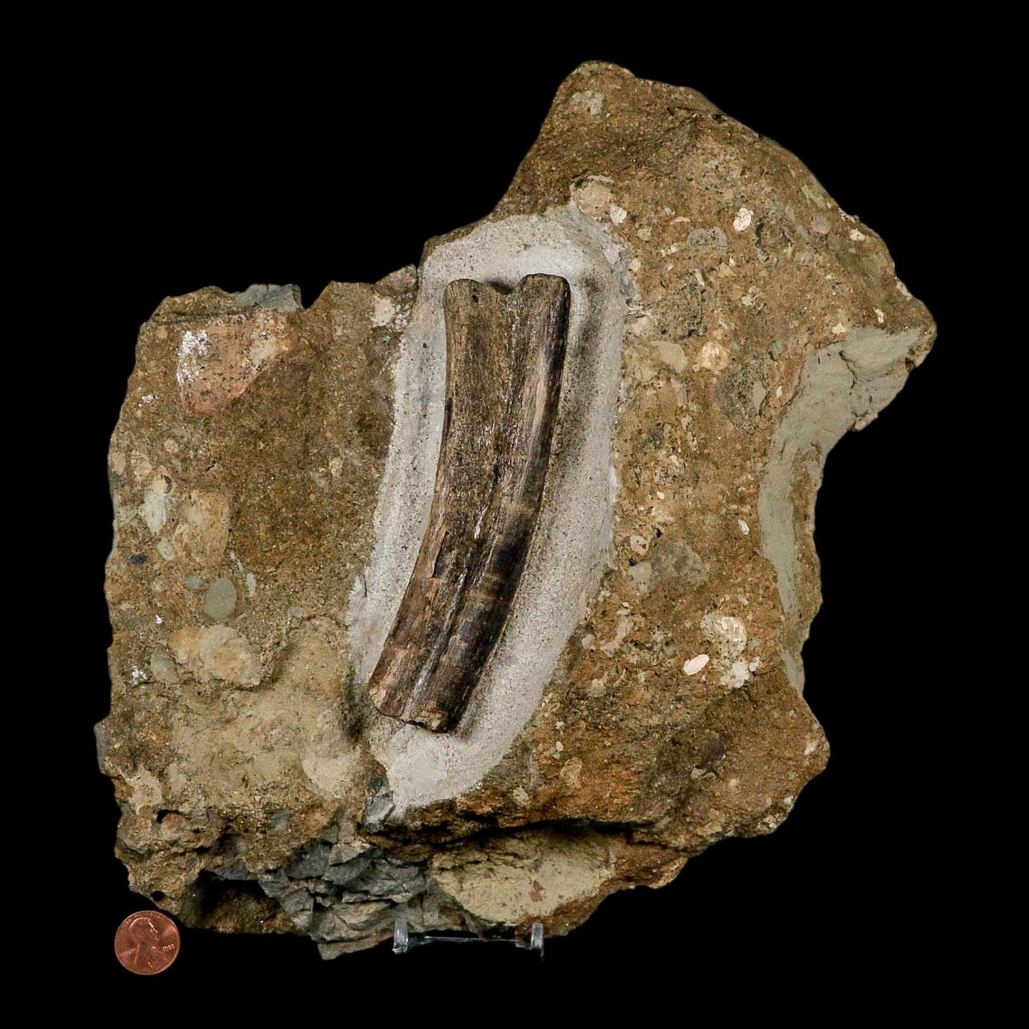 5.1" Maiasaura Hadrosaur Dinosaur Rib Bone In Matrix Fossil Two Medicine FM MT COA - Fossil Age Minerals