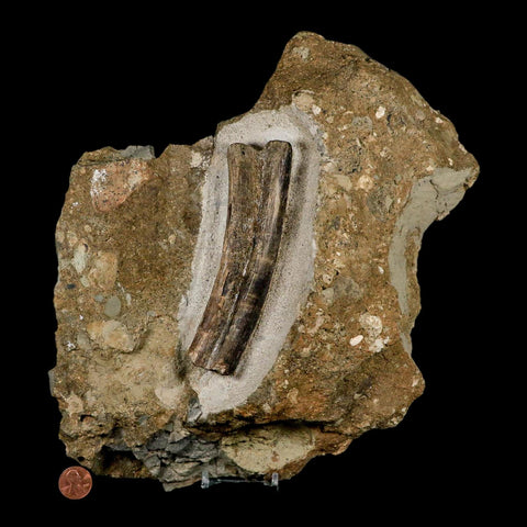 5.1" Maiasaura Hadrosaur Dinosaur Rib Bone In Matrix Fossil Two Medicine FM MT COA