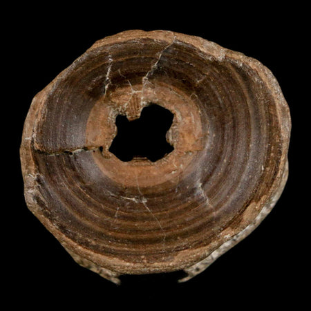 32MM Pachyrhizodus Sp Fossil Fish Vertebrae Cretaceous Dinosaur Era Ozan FM Texas