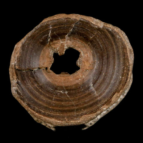 32MM Pachyrhizodus Sp Fossil Fish Vertebrae Cretaceous Dinosaur Era Ozan FM Texas - Fossil Age Minerals