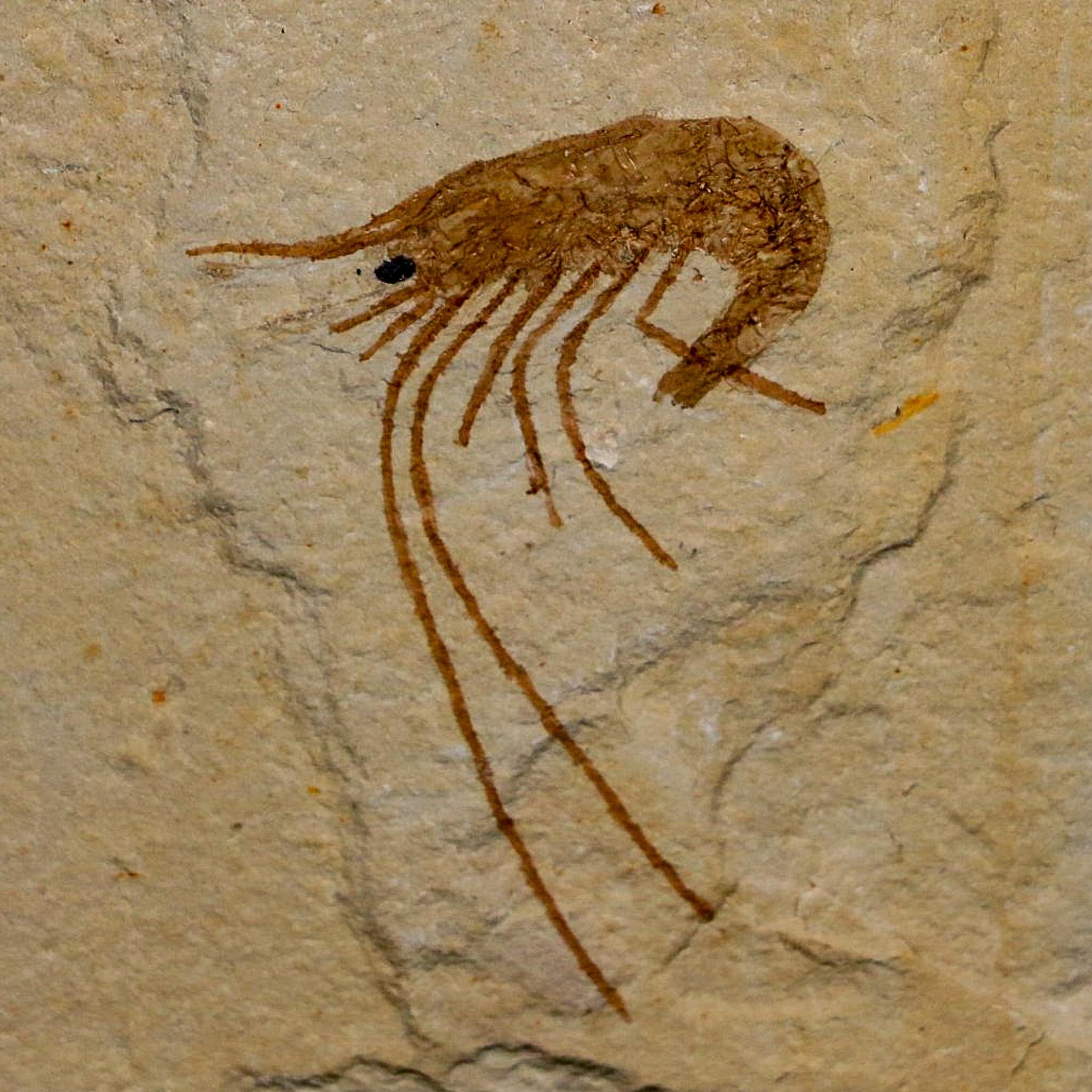 1.5" Fossil Shrimp Carpopenaeus Cretaceous Age 100 Mil Yrs Old Lebanon COA