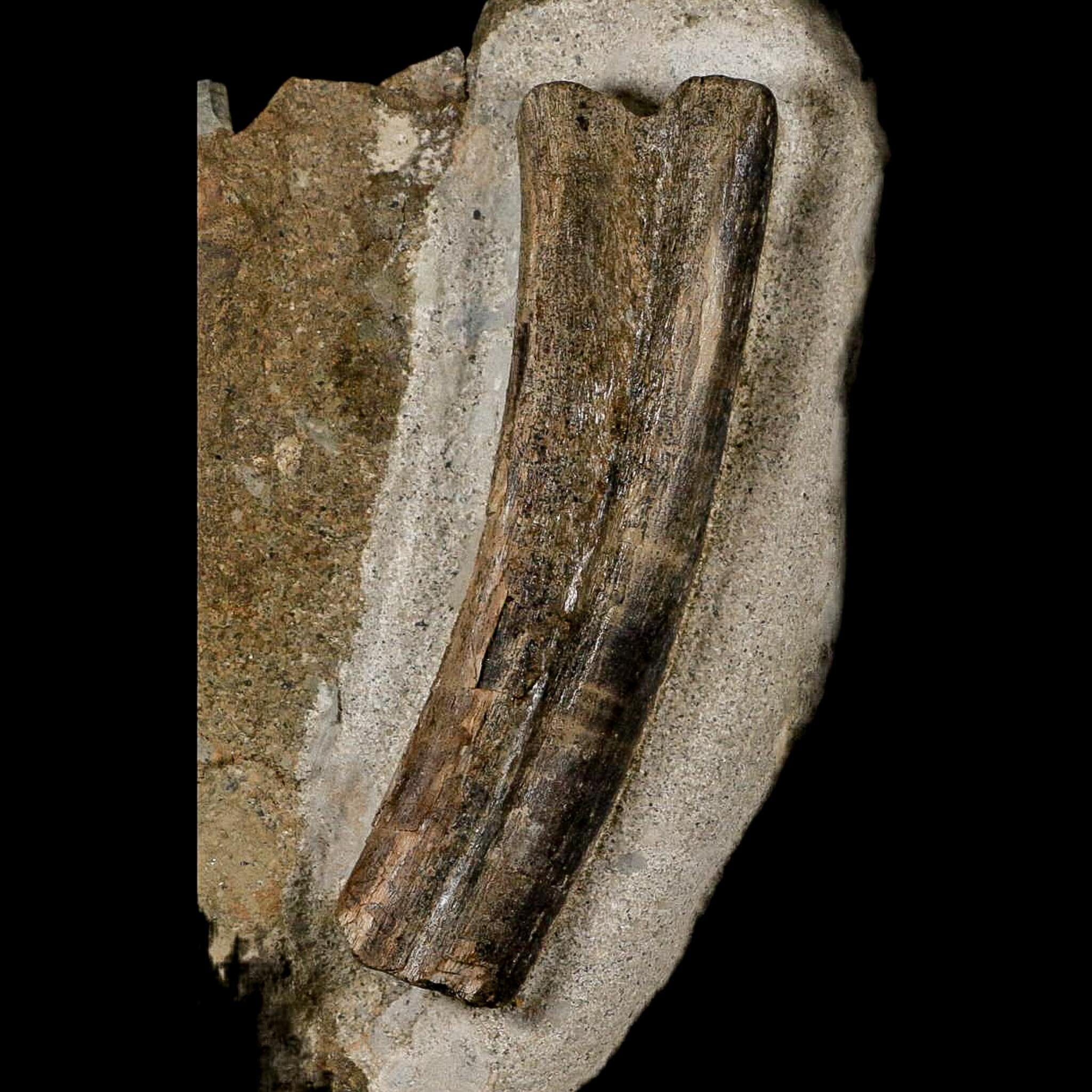 5.1" Maiasaura Hadrosaur Dinosaur Rib Bone In Matrix Fossil Two Medicine FM MT COA - Fossil Age Minerals