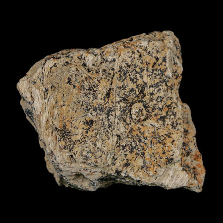 1.5" Triceratops Fossil Frill With Blood Grooves Lance Creek FM Cretaceous Dinosaur WY