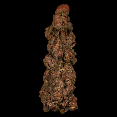 3.6" Prehistoric Coprolite Fossil Specimen Poop Dung Miocene Madagascar - Fossil Age Minerals