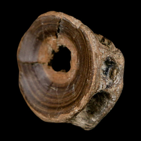 32MM Pachyrhizodus Sp Fossil Fish Vertebrae Cretaceous Dinosaur Era Ozan FM Texas - Fossil Age Minerals
