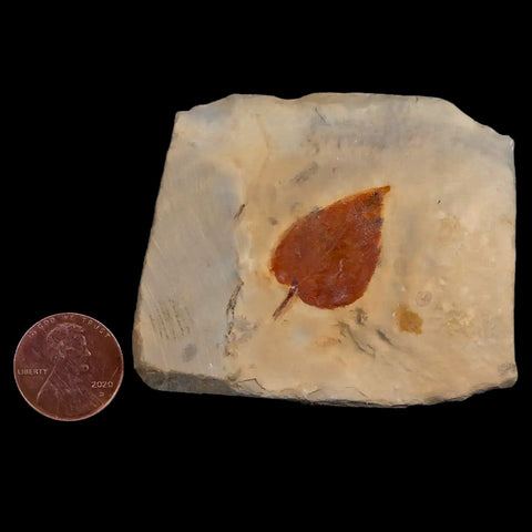 1.2" Zizyphus Sp Fossil Plant Leaf Fort Union Formation Glendive MT Paleocene Age - Fossil Age Minerals