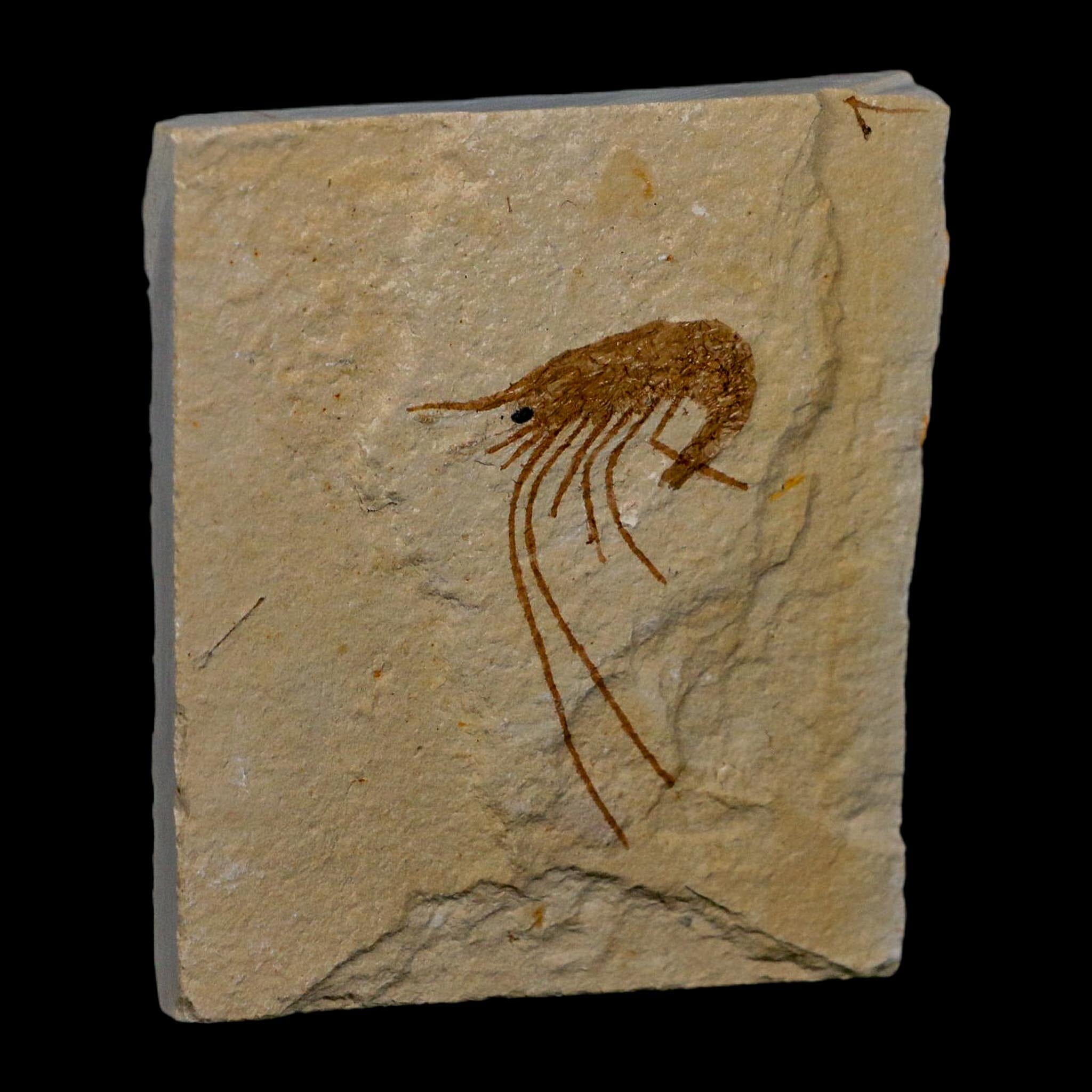 1.5" Fossil Shrimp Carpopenaeus Cretaceous Age 100 Mil Yrs Old Lebanon COA