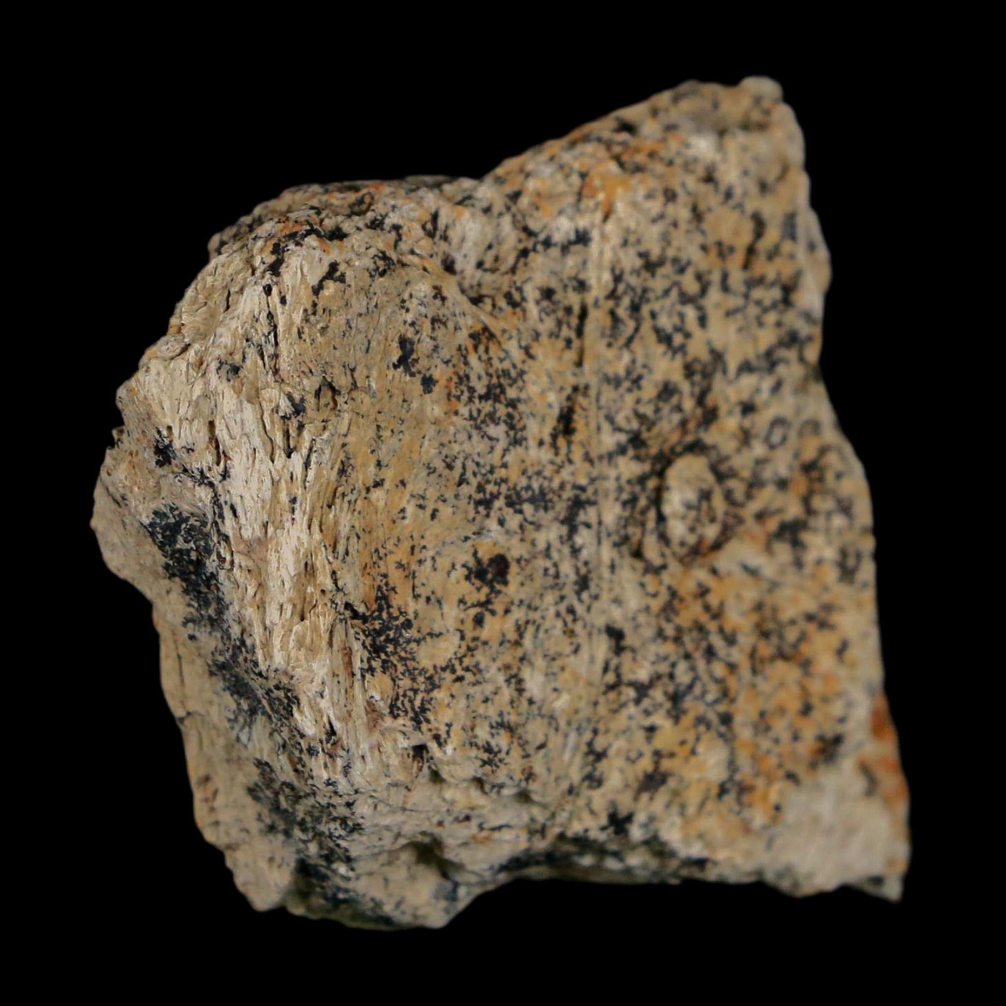 1.5" Triceratops Fossil Frill With Blood Grooves Lance Creek FM Cretaceous Dinosaur WY - Fossil Age Minerals