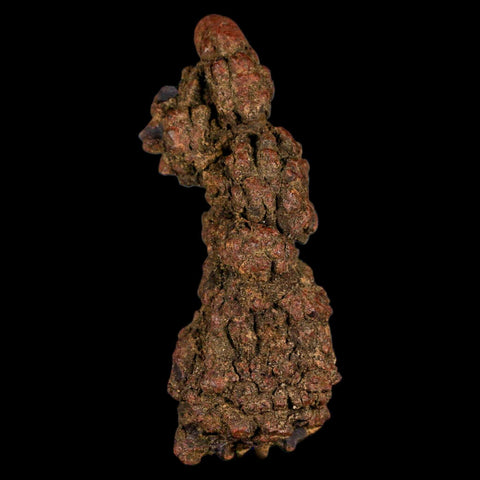 3.6" Prehistoric Coprolite Fossil Specimen Poop Dung Miocene Madagascar - Fossil Age Minerals