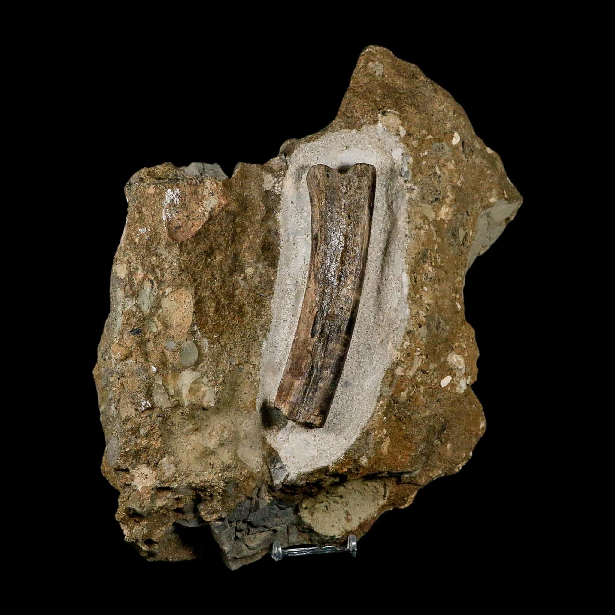 5.1" Maiasaura Hadrosaur Dinosaur Rib Bone In Matrix Fossil Two Medicine FM MT COA - Fossil Age Minerals