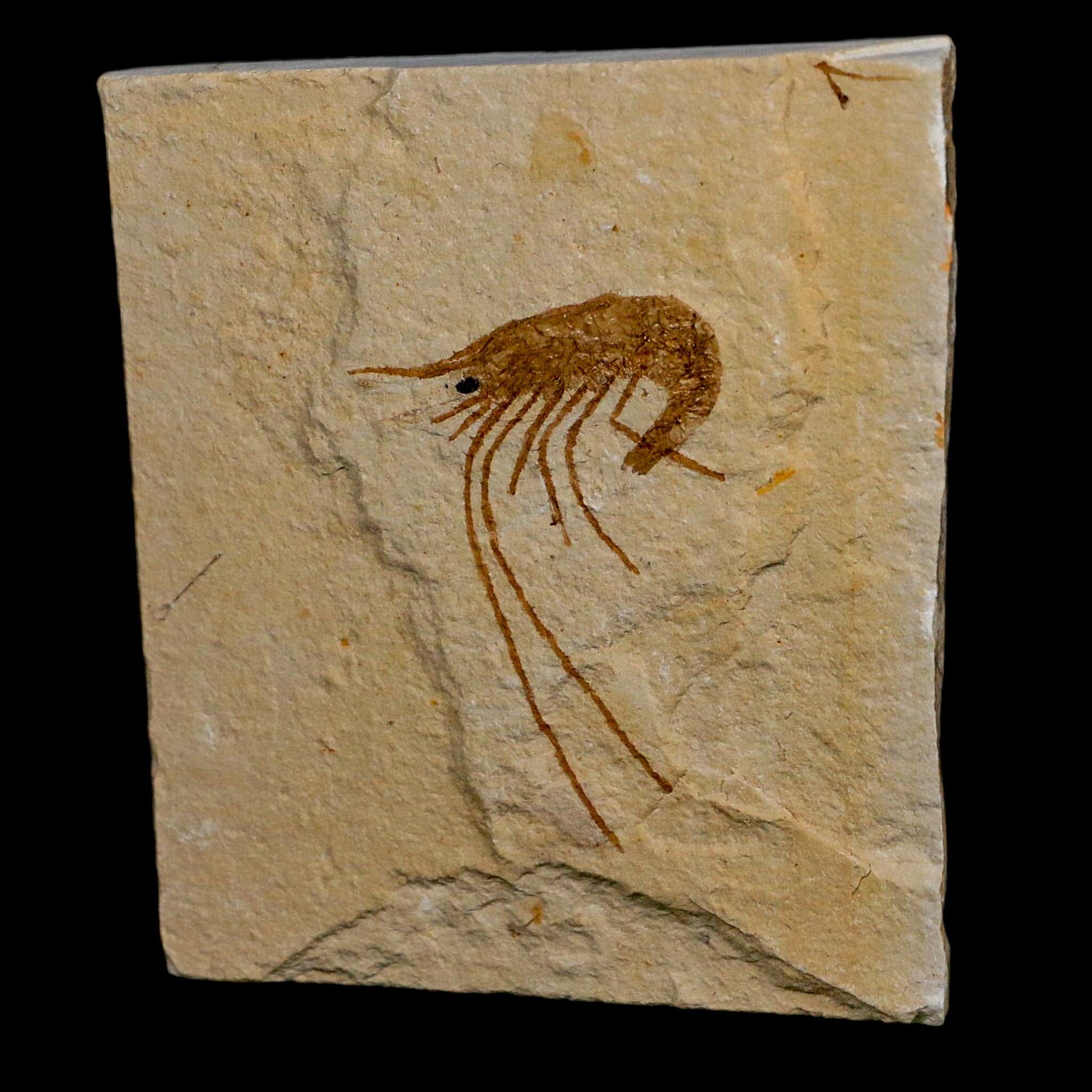 1.5" Fossil Shrimp Carpopenaeus Cretaceous Age 100 Mil Yrs Old Lebanon COA