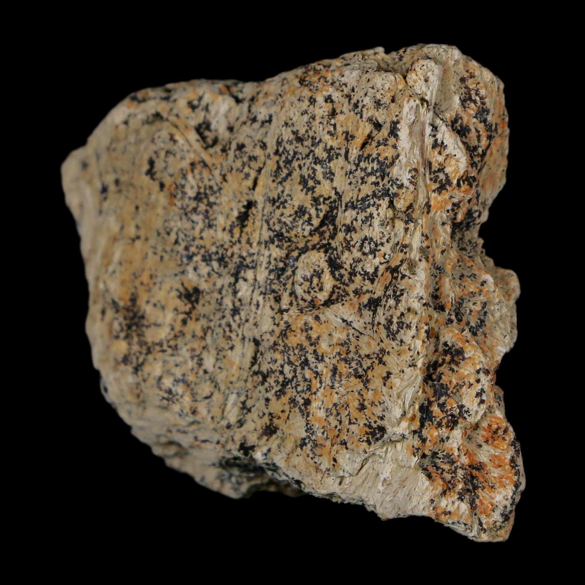 1.5" Triceratops Fossil Frill With Blood Grooves Lance Creek FM Cretaceous Dinosaur WY - Fossil Age Minerals
