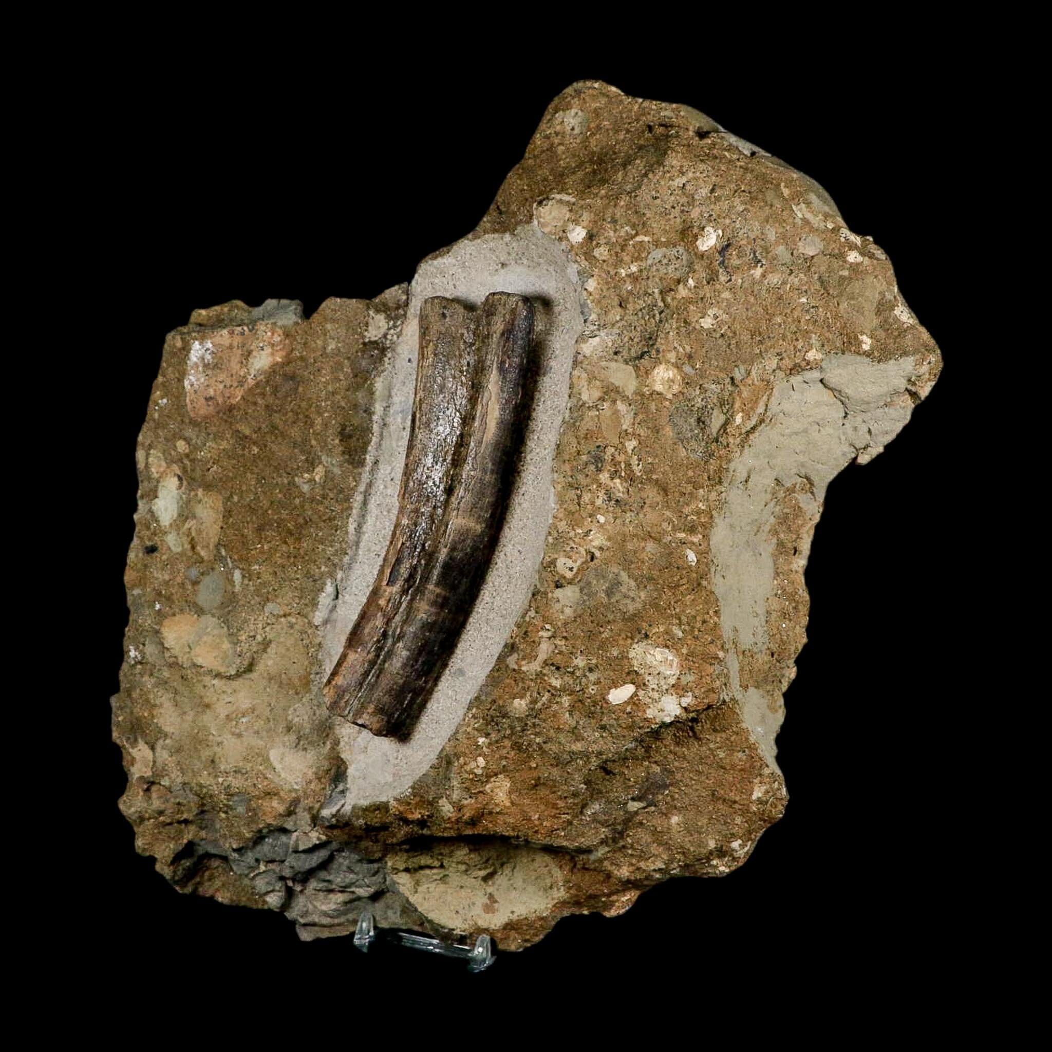5.1" Maiasaura Hadrosaur Dinosaur Rib Bone In Matrix Fossil Two Medicine FM MT COA - Fossil Age Minerals