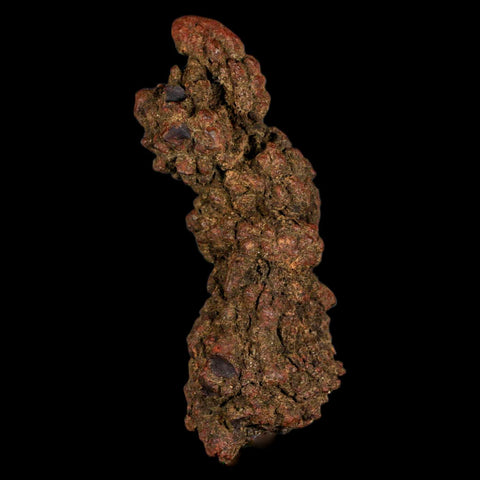 3.6" Prehistoric Coprolite Fossil Specimen Poop Dung Miocene Madagascar - Fossil Age Minerals
