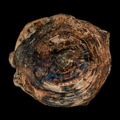 Pachyrhizodus Fish Collection