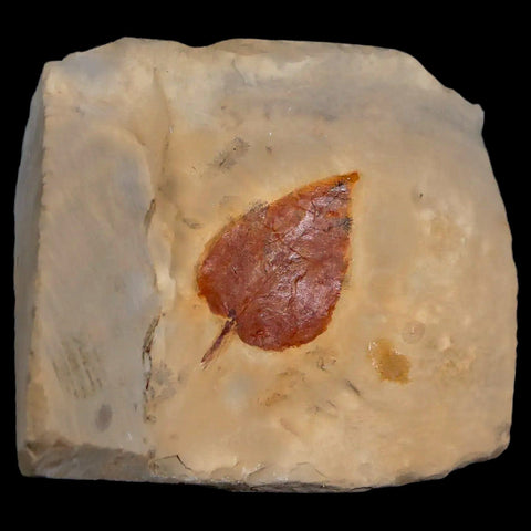 1.2" Zizyphus Sp Fossil Plant Leaf Fort Union Formation Glendive MT Paleocene Age - Fossil Age Minerals