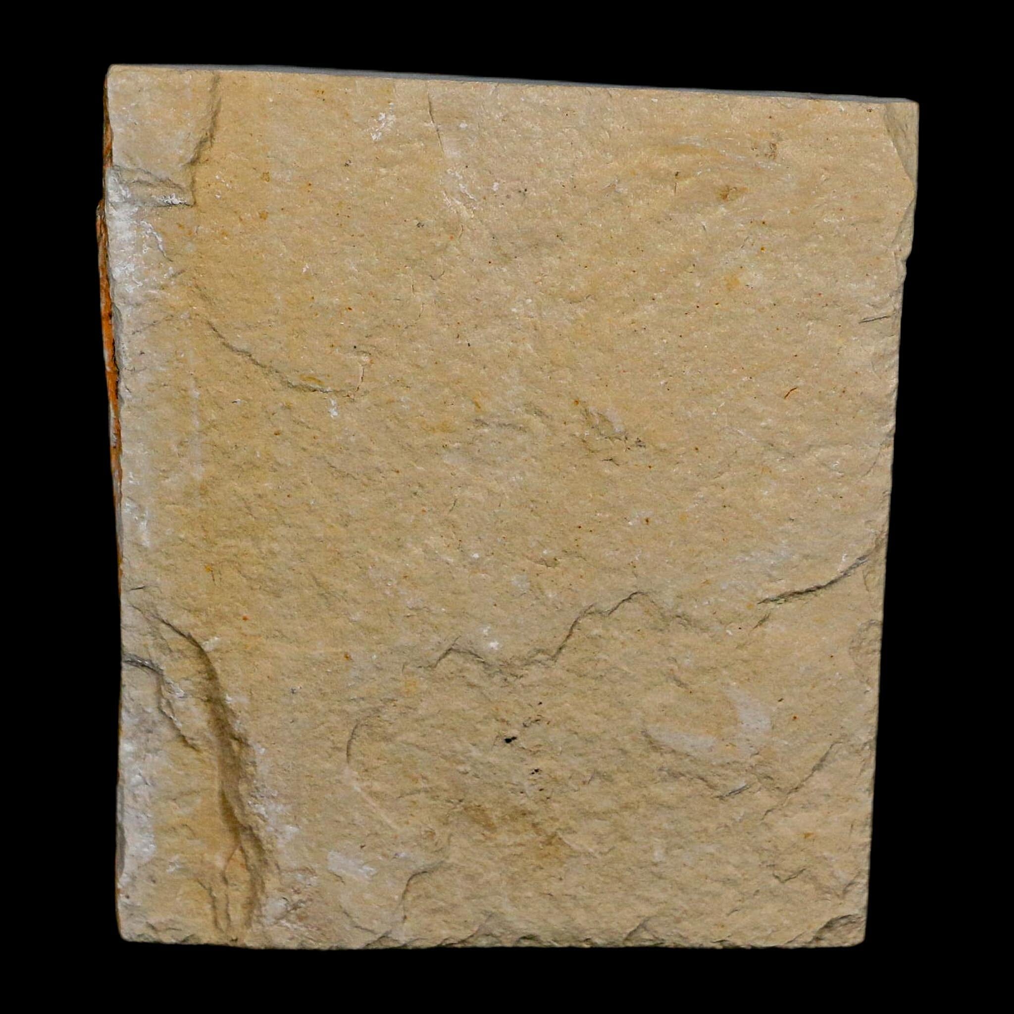 1.5" Fossil Shrimp Carpopenaeus Cretaceous Age 100 Mil Yrs Old Lebanon COA