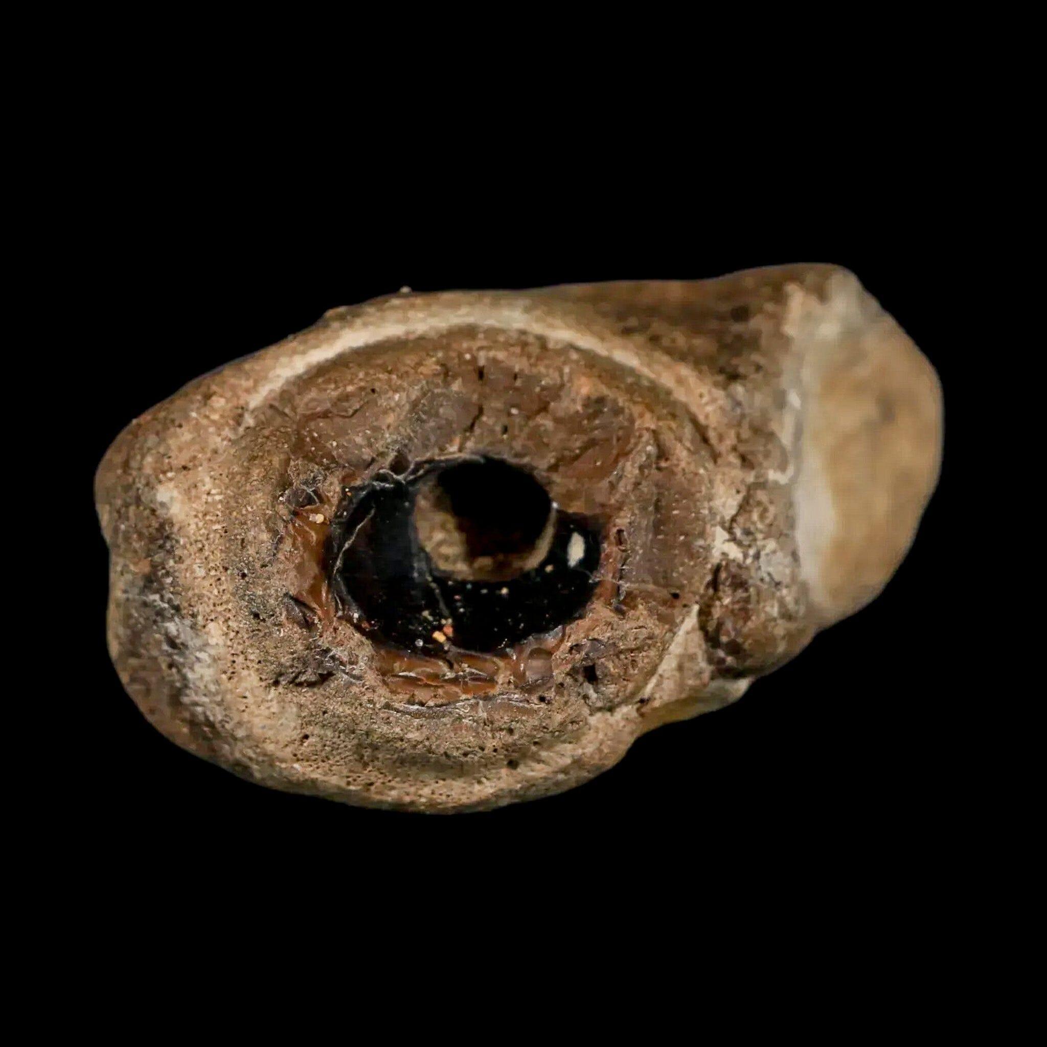 2.3" Mosasaur Fossil Jaw Section Cretaceous Dinosaur Era Texas Ozan FM COA Stand - Fossil Age Minerals