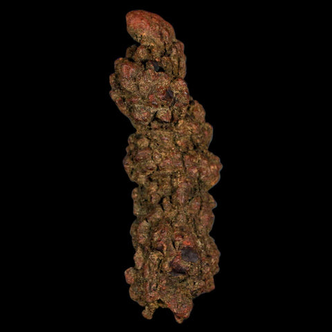 3.6" Prehistoric Coprolite Fossil Specimen Poop Dung Miocene Madagascar - Fossil Age Minerals