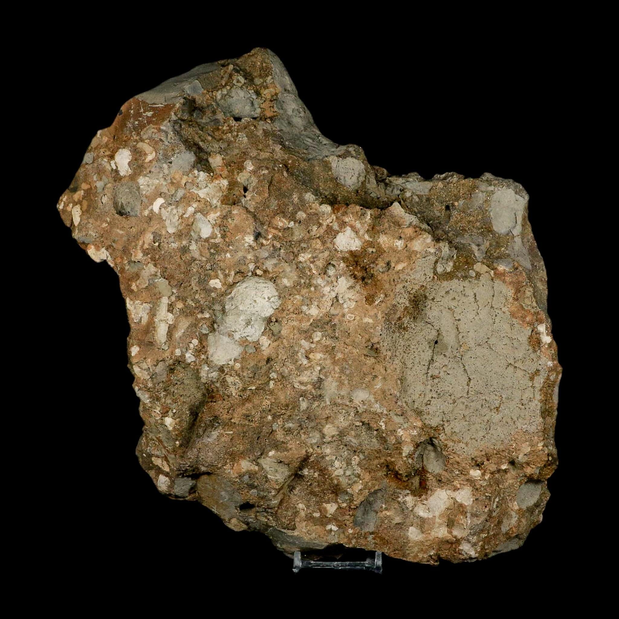 5.1" Maiasaura Hadrosaur Dinosaur Rib Bone In Matrix Fossil Two Medicine FM MT COA - Fossil Age Minerals