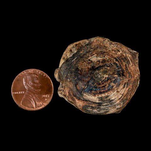 38MM Pachyrhizodus Sp Fossil Fish Vertebrae Cretaceous Dinosaur Era Ozan FM Texas - Fossil Age Minerals