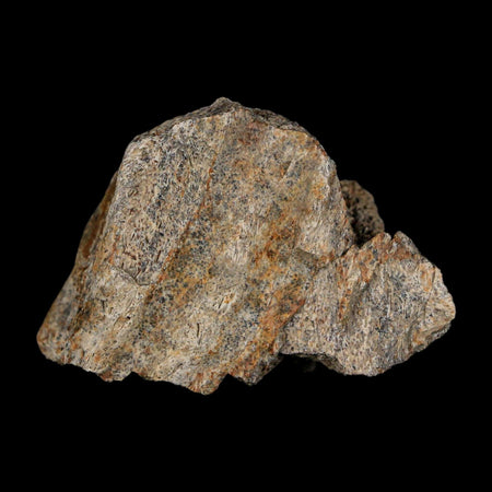 1.8" Triceratops Fossil Frill With Blood Grooves Lance Creek FM Cretaceous Dinosaur WY