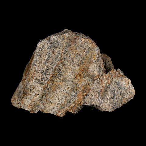 1.8" Triceratops Fossil Frill With Blood Grooves Lance Creek FM Cretaceous Dinosaur WY - Fossil Age Minerals