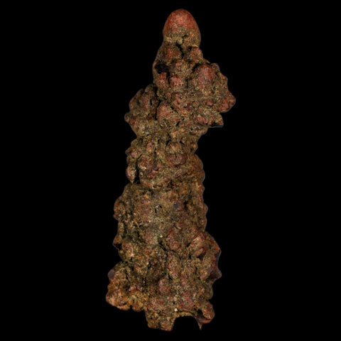 3.6" Prehistoric Coprolite Fossil Specimen Poop Dung Miocene Madagascar - Fossil Age Minerals