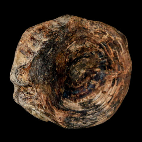 38MM Pachyrhizodus Sp Fossil Fish Vertebrae Cretaceous Dinosaur Era Ozan FM Texas - Fossil Age Minerals
