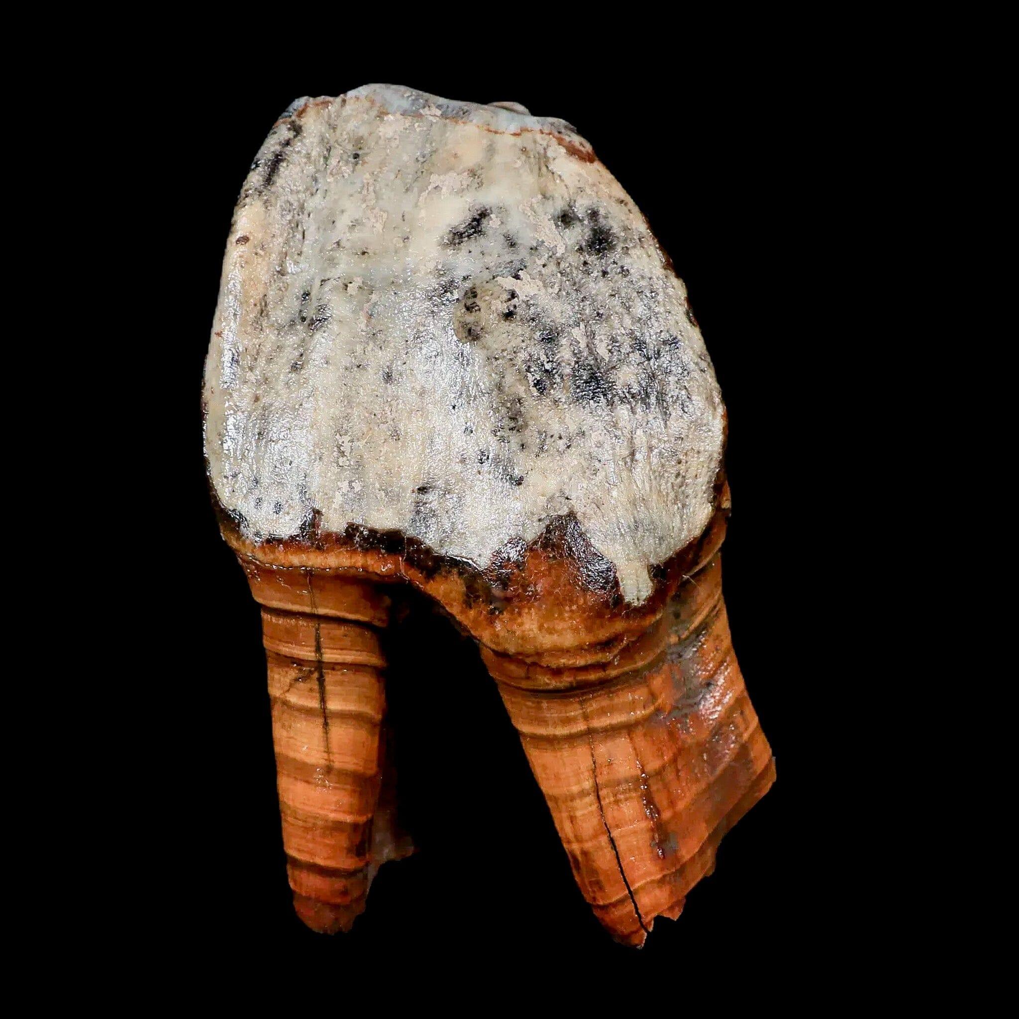 4.2" Woolly Rhinoceros Fossil Rooted Tooth Pleistocene Age Megafauna Russia COA - Fossil Age Minerals