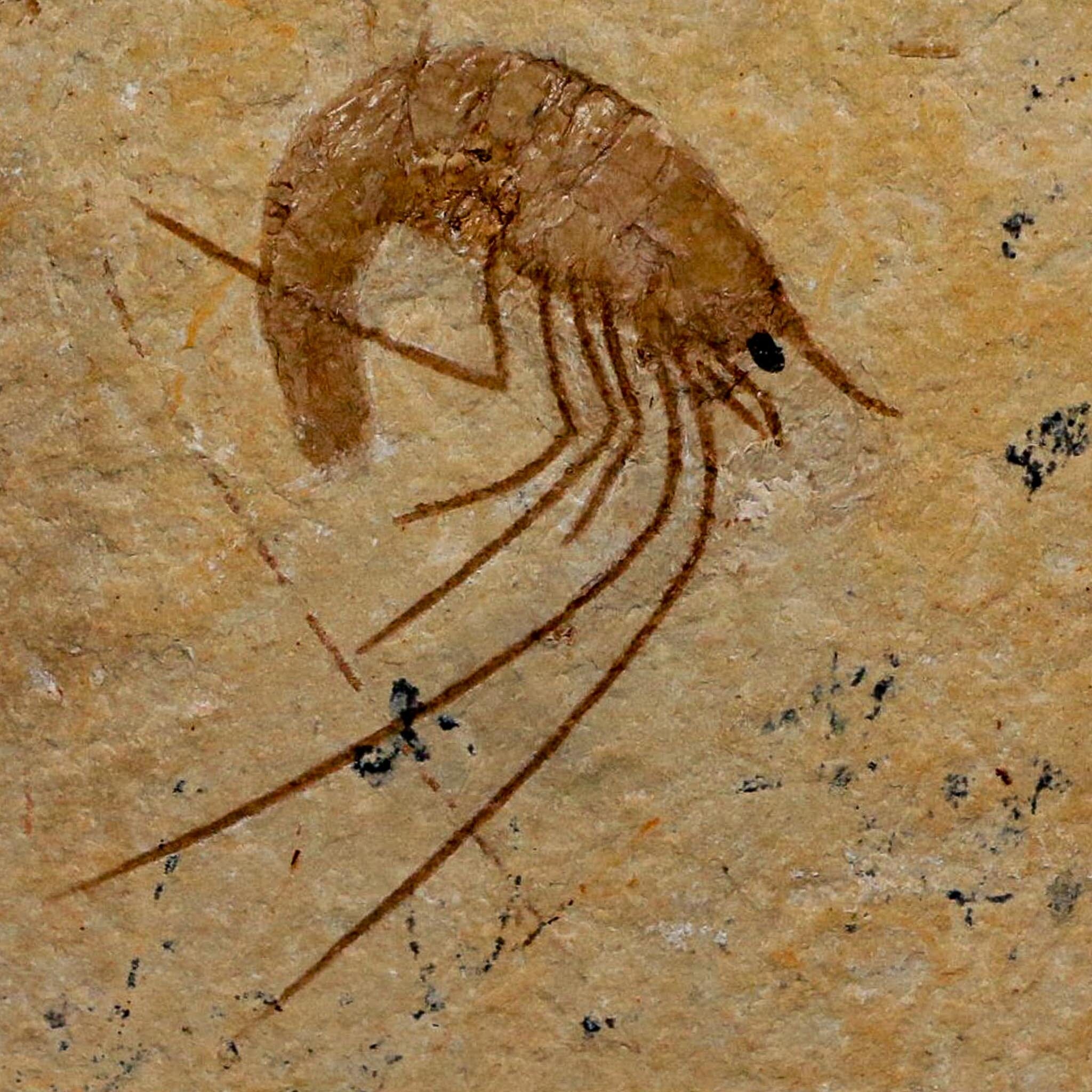 1.7" Fossil Shrimp Carpopenaeus Cretaceous Age 100 Mil Yrs Old Lebanon COA
