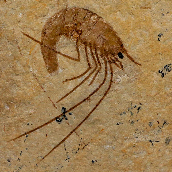 1.7