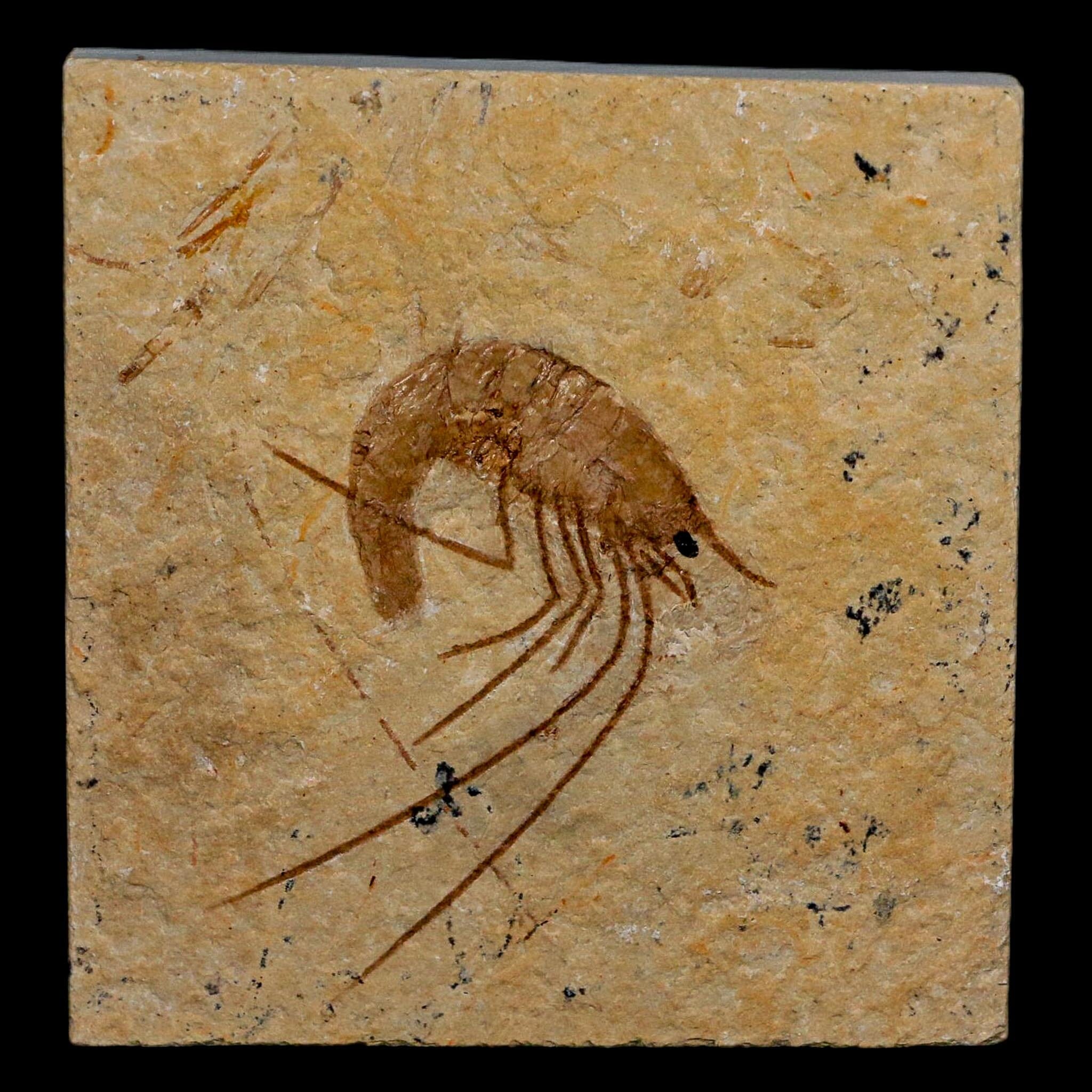 1.7" Fossil Shrimp Carpopenaeus Cretaceous Age 100 Mil Yrs Old Lebanon COA
