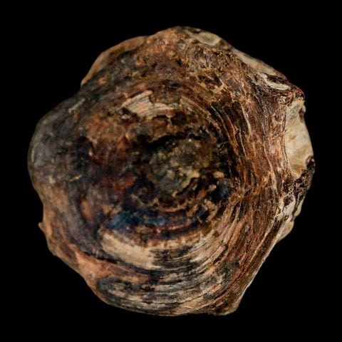 38MM Pachyrhizodus Sp Fossil Fish Vertebrae Cretaceous Dinosaur Era Ozan FM Texas - Fossil Age Minerals
