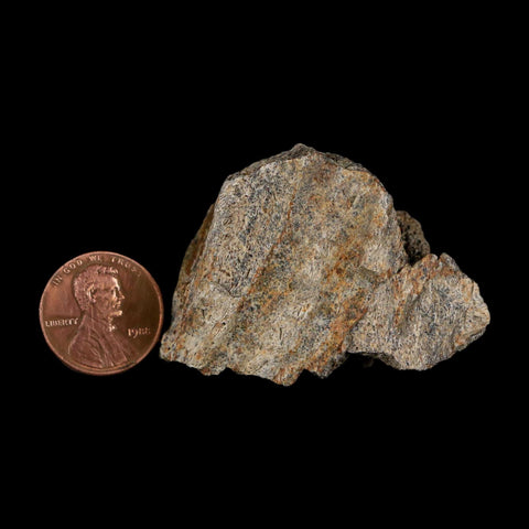 1.8" Triceratops Fossil Frill With Blood Grooves Lance Creek FM Cretaceous Dinosaur WY - Fossil Age Minerals