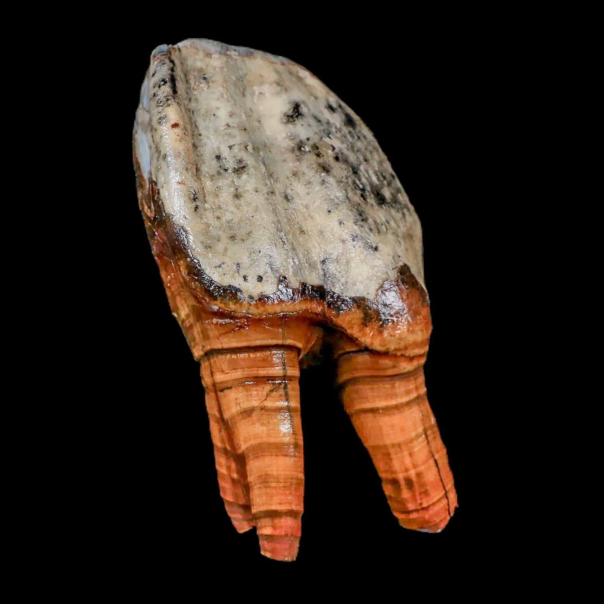 4.2" Woolly Rhinoceros Fossil Rooted Tooth Pleistocene Age Megafauna Russia COA - Fossil Age Minerals
