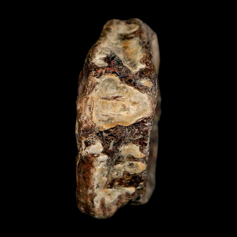 38MM Pachyrhizodus Sp Fossil Fish Vertebrae Cretaceous Dinosaur Era Ozan FM Texas - Fossil Age Minerals