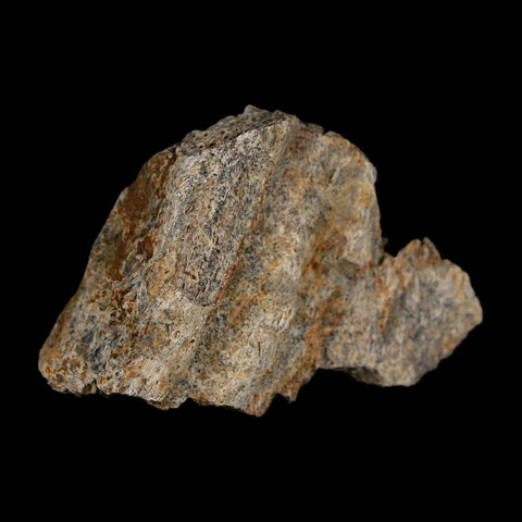 1.8" Triceratops Fossil Frill With Blood Grooves Lance Creek FM Cretaceous Dinosaur WY - Fossil Age Minerals