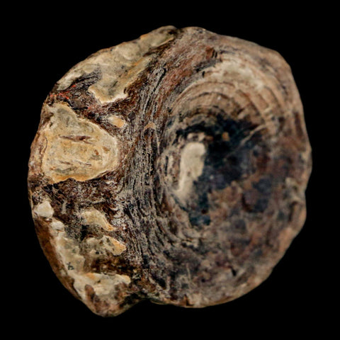 38MM Pachyrhizodus Sp Fossil Fish Vertebrae Cretaceous Dinosaur Era Ozan FM Texas - Fossil Age Minerals
